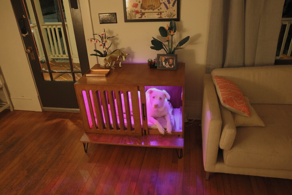 Dog in Modern Dog House